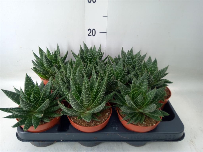 <h4>Gasteria</h4>