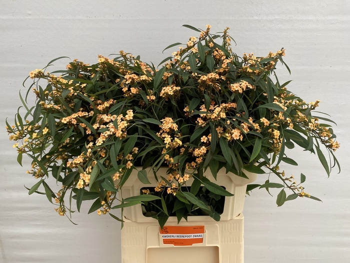 <h4>EUPH F T SALMONETTE</h4>