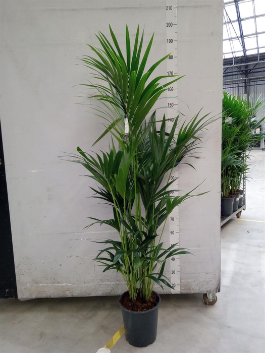 <h4>Howea forsteriana</h4>