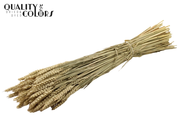 <h4>Triticum per bunch Natural</h4>