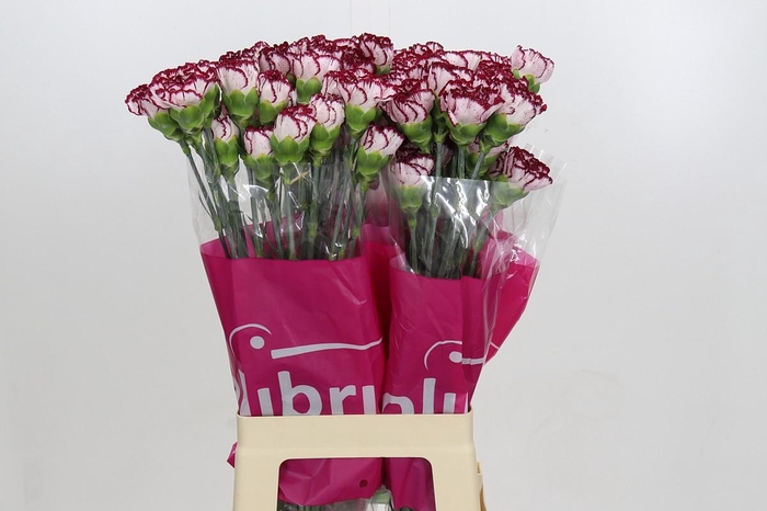 <h4>Dianthus St Olympia</h4>