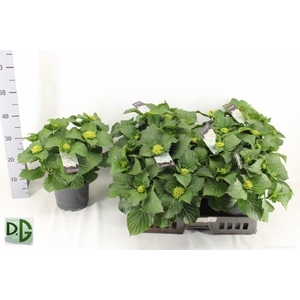 HYDR M CRYSTAL PALAC