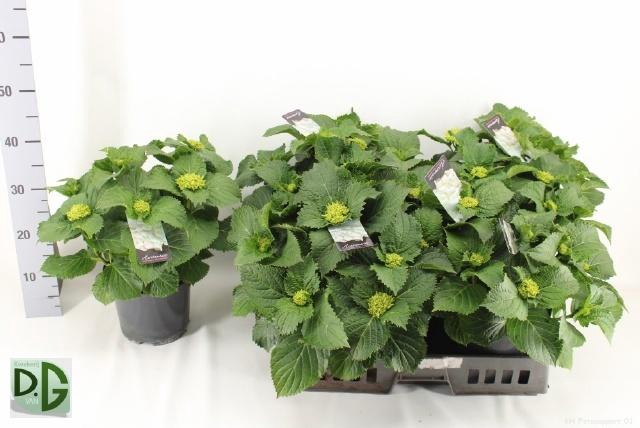 <h4>HYDR M CRYSTAL PALAC</h4>