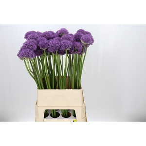 Allium Gladiator