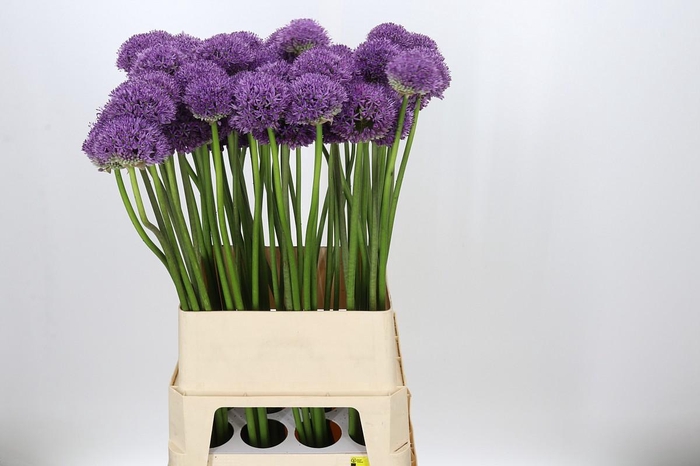 <h4>Allium Gladiator</h4>