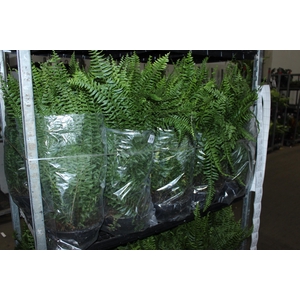 SAMAMBAIA AMERICANA C25