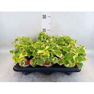 Senecio macro. 'Variegatus'