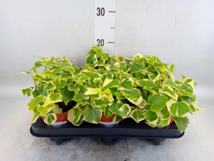 <h4>Senecio macro. 'Variegatus'</h4>