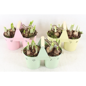 arr4 Narcis JS - Zink 2pot planter mix