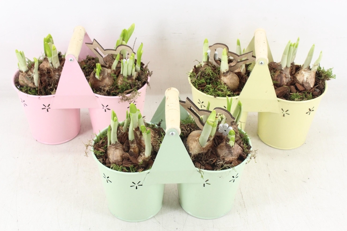<h4>arr4 Narcis JS - Zink 2pot planter mix</h4>