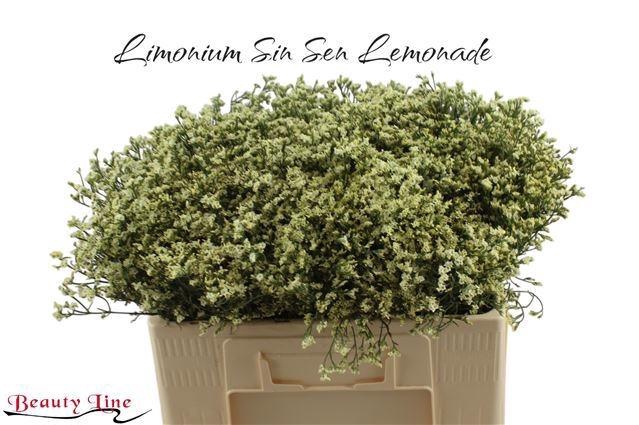 <h4>LIM SIN SEN LEMONADE</h4>
