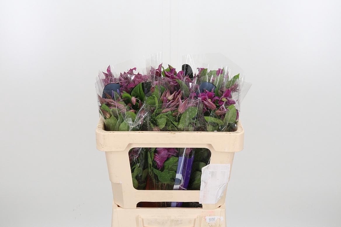 <h4>Clem Amazing Kyiv</h4>