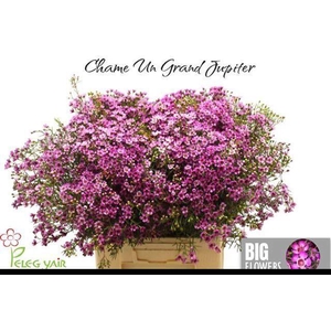 CHAMELAUCIUM 'GRAND JUPITER'