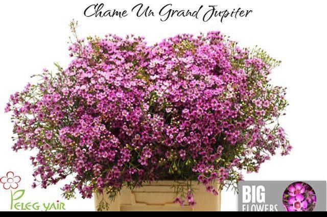 <h4>CHAMELAUCIUM 'GRAND JUPITER'</h4>