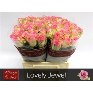 R Gr Lovely Jewel