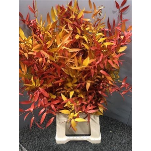 Dr Danae Racem Yellow Stabil