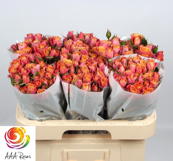 <h4>R TR SONORA</h4>