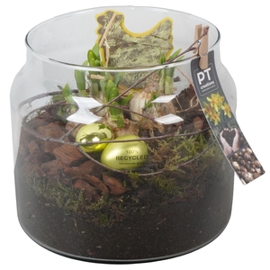 Arr.  Narcissus Tete Tete L%