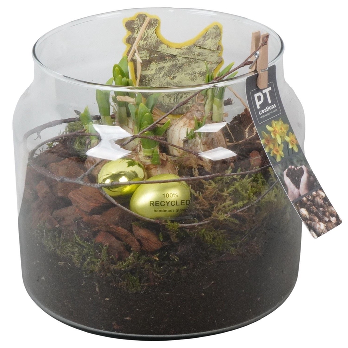 <h4>Arr.  Narcissus Tete Tete L%</h4>