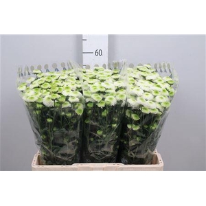 Chr S Maverick White