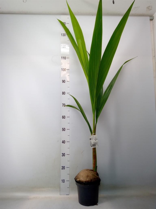 <h4>Cocos nucifera</h4>