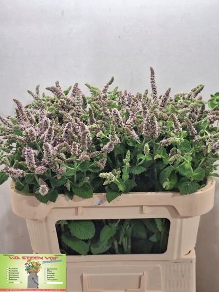 <h4>MENTHA JOCKA</h4>