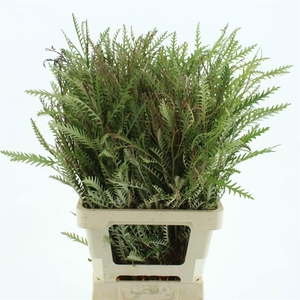 GREVI IVANHOE BRONZE