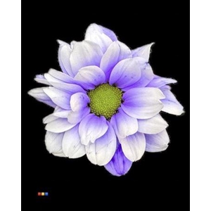 Chr T Kennedy Pastel Lilac