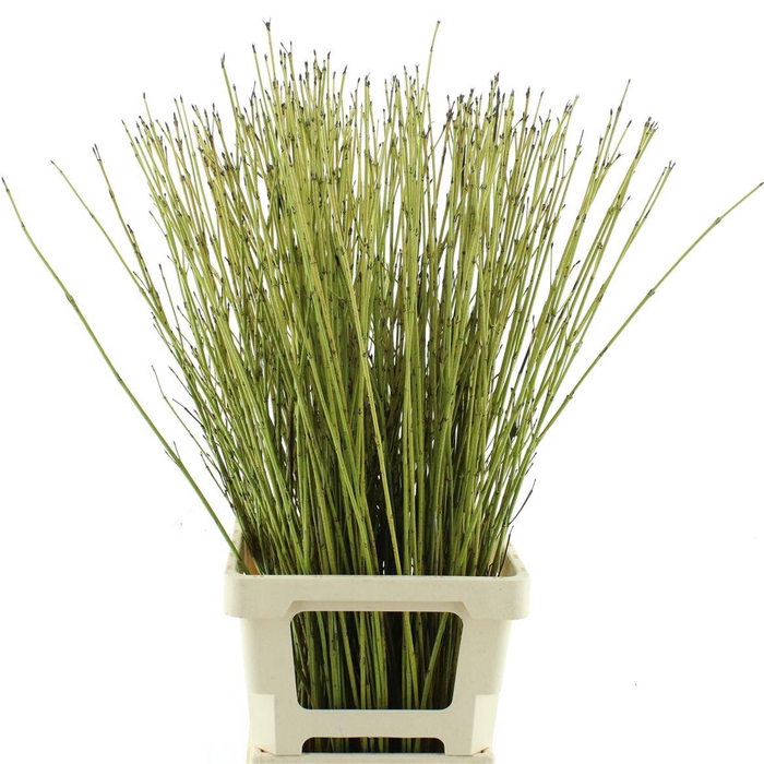 <h4>Cornus S Flaviramea</h4>