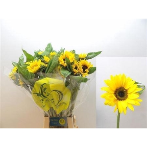 Helianthus Sunrich Orange