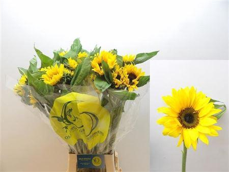 <h4>Helianthus Sunrich Orange</h4>