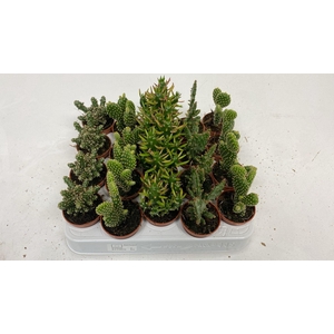 Opuntia mix