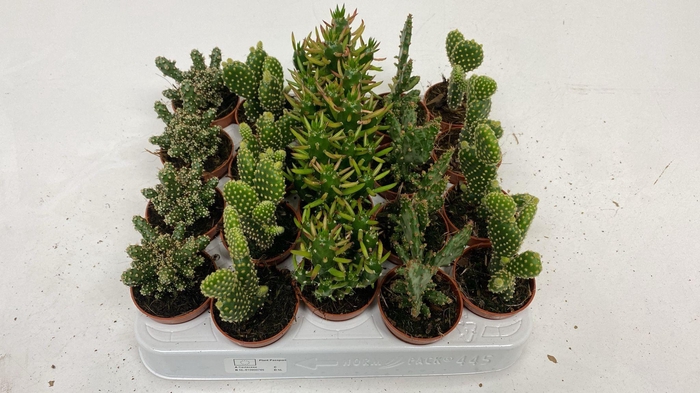 <h4>Opuntia mix</h4>