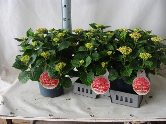<h4>Hydrangea mac.   ...</h4>