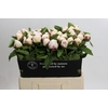 Paeonia Ivory Escort