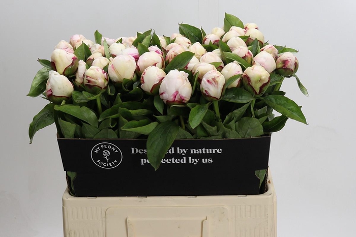 Paeonia Ivory Escort