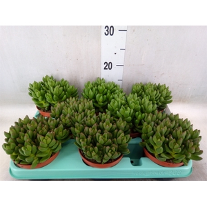Crassula   ...