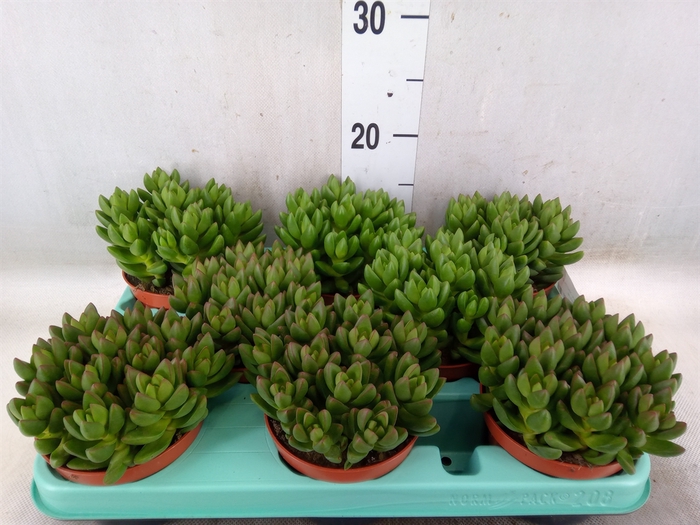 <h4>Crassula   ...</h4>
