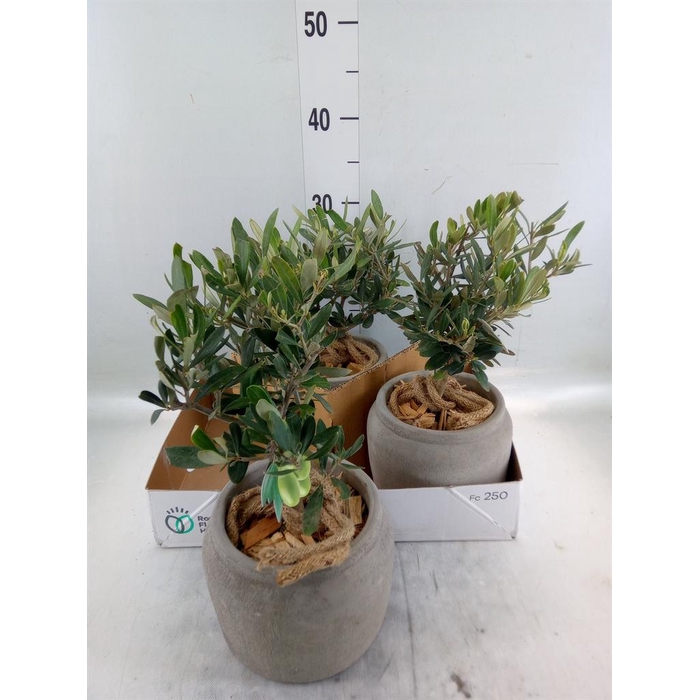 <h4>Arr.   Tuinplanten H%</h4>