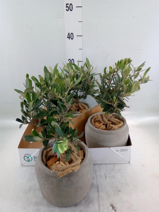 Arr.   Tuinplanten H%