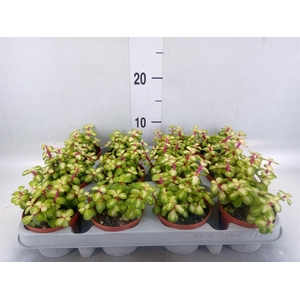 Portulacaria afra 'Variegata'