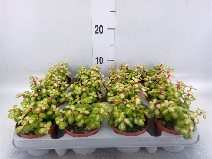 <h4>Portulacaria afra 'Variegata'</h4>