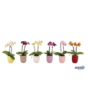 Hugo Paradise Mix Tiny Dolls Mix 2T10+ Aqu@