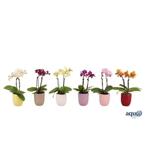 Hugo Paradise Mix Tiny Dolls Mix 2T10+ Aqu@