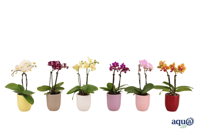 <h4>Hugo Paradise Mix Tiny Dolls Mix 2T10+ Aqu@</h4>