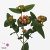 # Hypericum Sweet Romance **clearout** ** Clearout