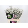 Limonium Diamond White