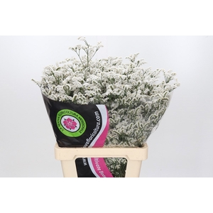 Limonium Daimond White