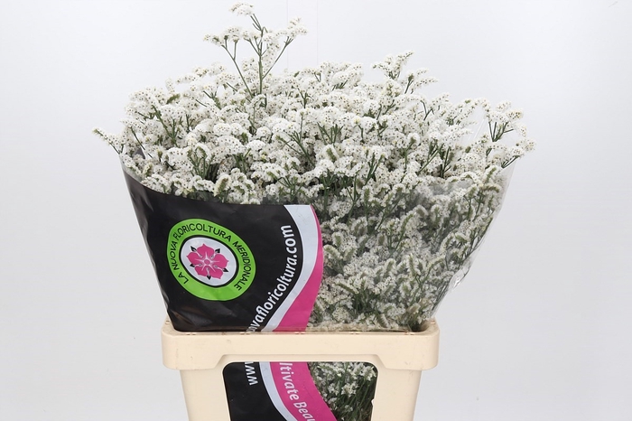 <h4>Limonium Daimond White</h4>