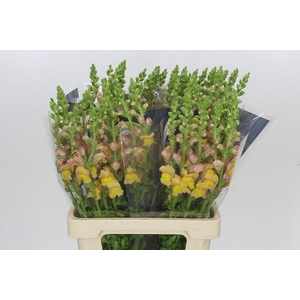 Antirrhinum Potomac Dark Orange